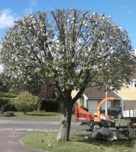Anglia Tree Care Photo 1