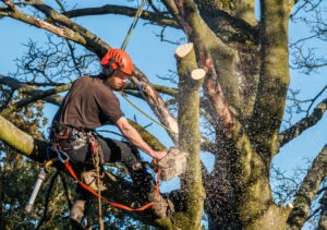 Tree Removal cost