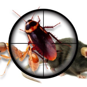 3 Counties Pest Control