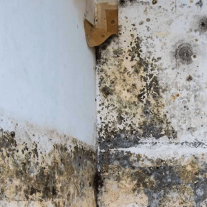 Crown Damp Proofing Co Photo 3