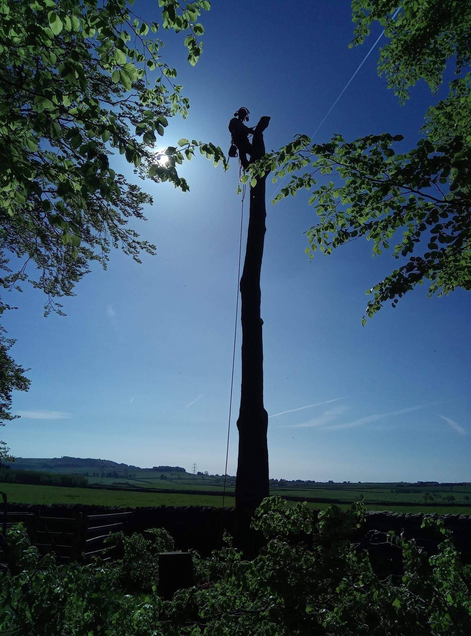 English Reeve Tree Work Ridgwick Tree Services - The Guild of Master Craftsmen